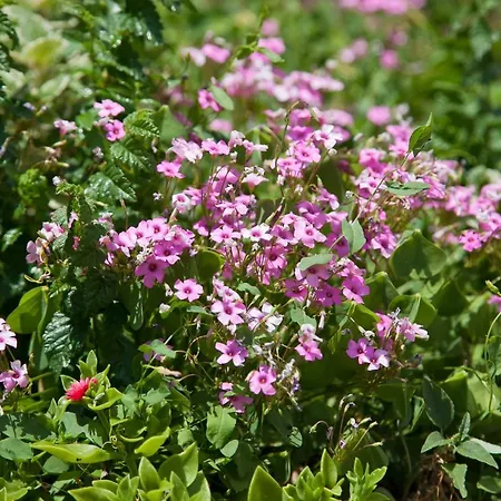 Διαμέρισμα Tanja Imotski